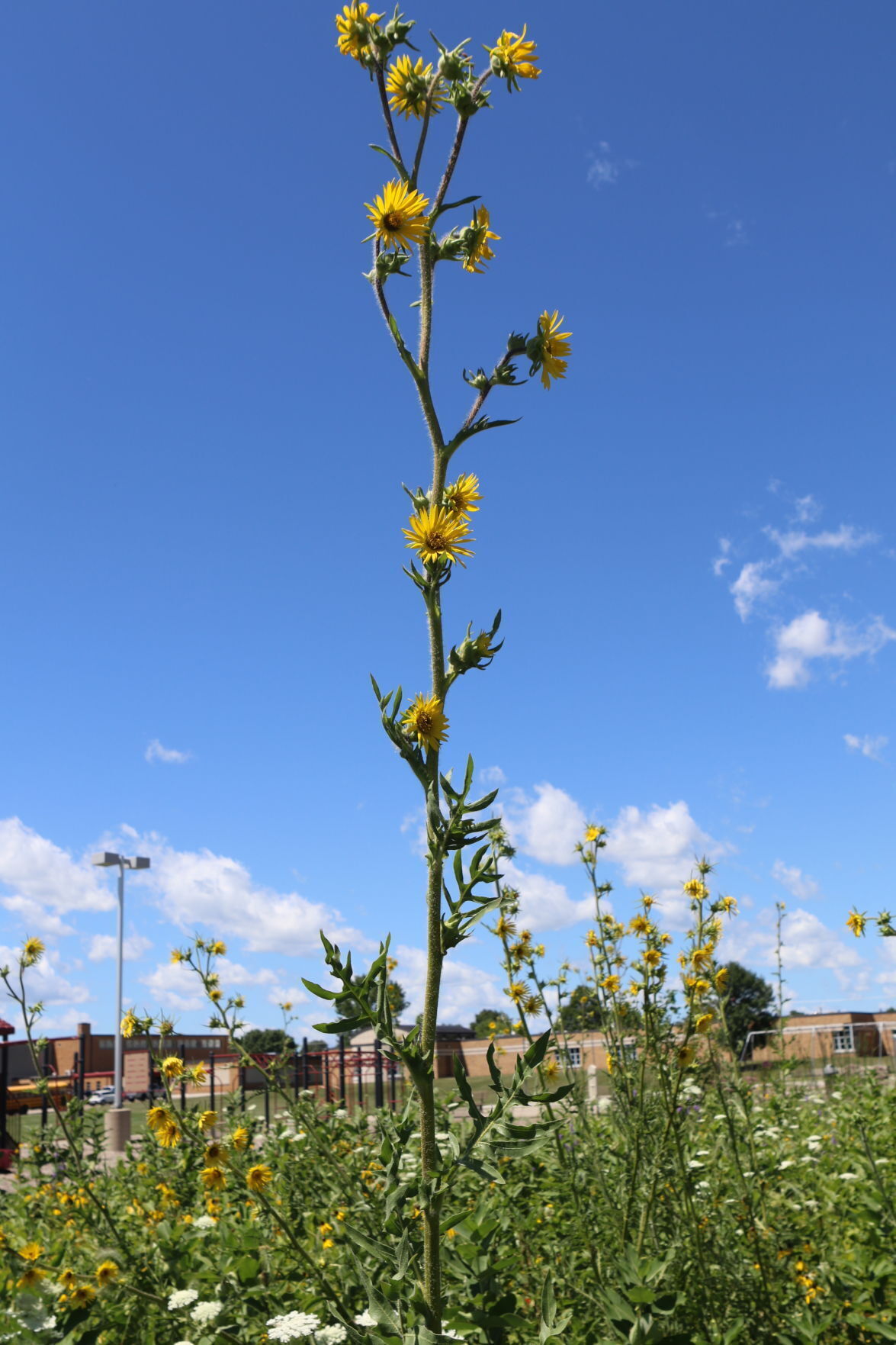 Compass plant